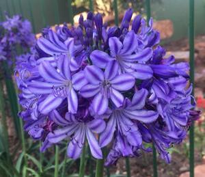 Agapanthus x hybridus Poppin' Star ()
