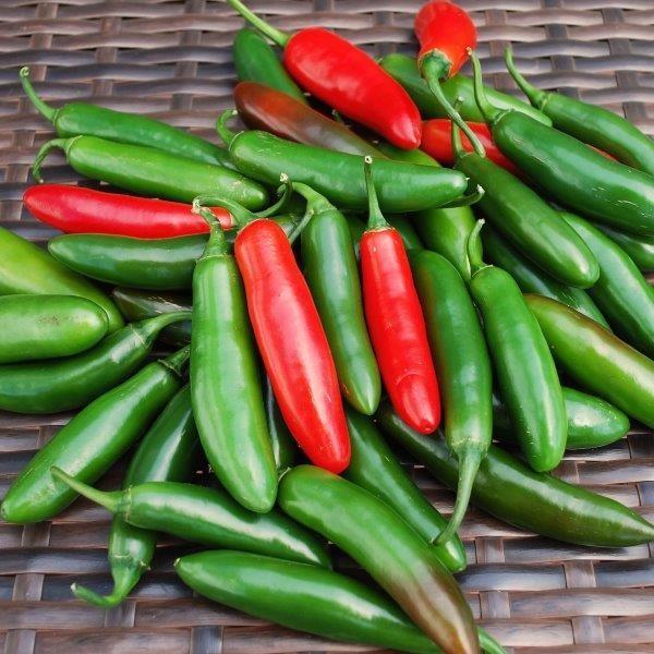 Pepper Hot Serrano from First Step Greenhouses