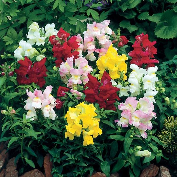 Snapdragon grdn std Montego Mixed from First Step Greenhouses