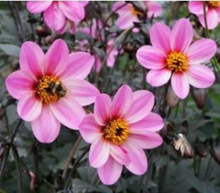 Dahlia Mystic Dreamer from First Step Greenhouses