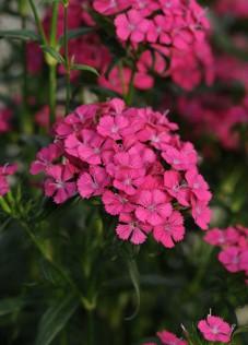 Dianthus interspecific Jolt Cherry from First Step Greenhouses