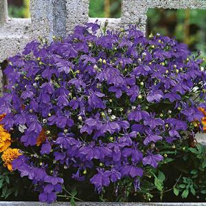 Lobelia erinus upright Crystal Palace from First Step Greenhouses