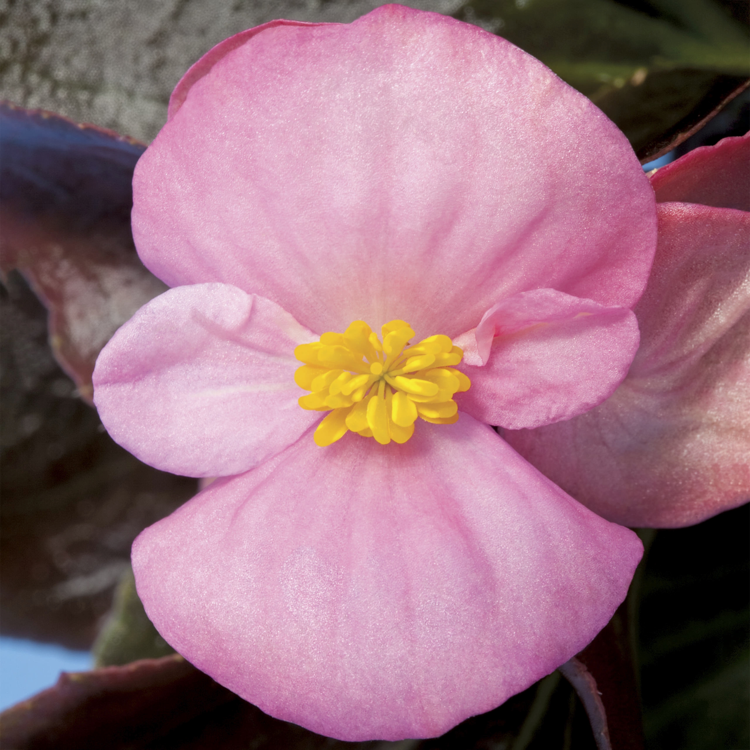 Begonia fibrous bronze leaf Bada Boom Pink from First Step Greenhouses