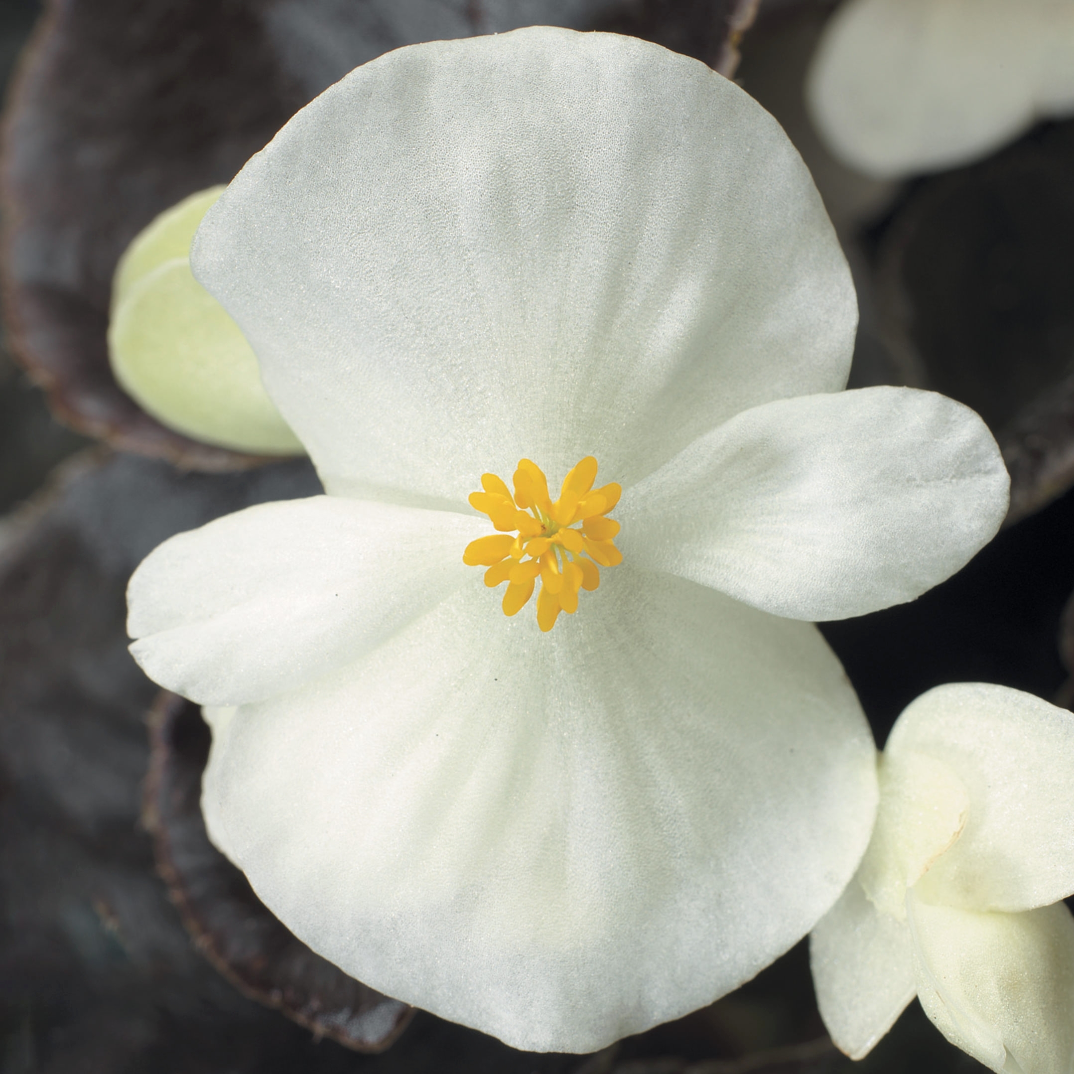 Begonia fibrous bronze leaf Bada Boom White from First Step Greenhouses