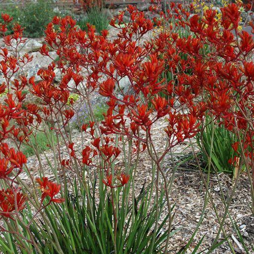 Anigozanthos x hybridus Landscape Scarlet from First Step Greenhouses