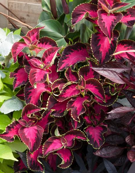 Coleus Chocolate Covered Cherry from First Step Greenhouses