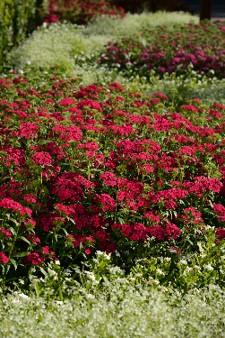 Dianthus interspecific Jolt Cherry from First Step Greenhouses