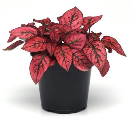 Hypoestes Splash Select Red from First Step Greenhouses