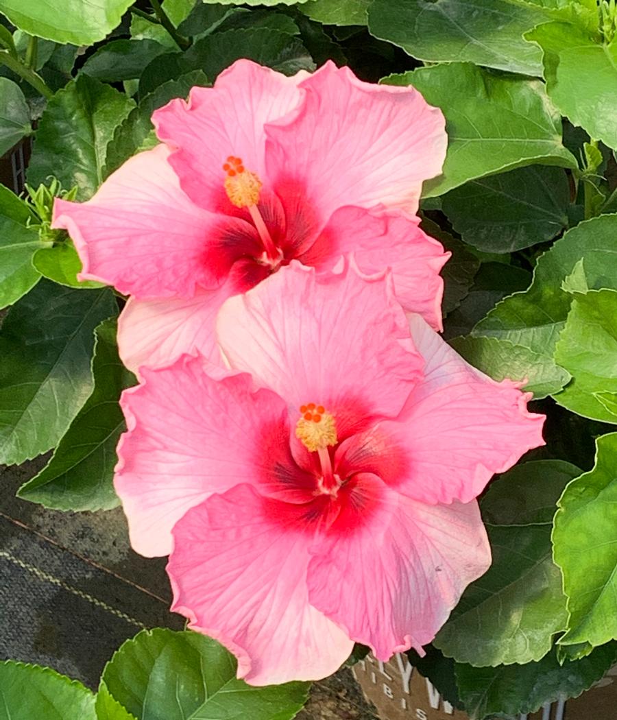 Hibiscus rosa sinensis Hollywood Trophy Wife from First Step Greenhouses