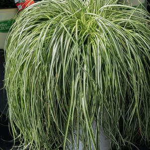Carex Moon Falls ()