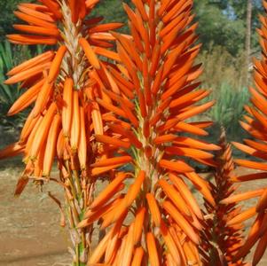 Aloe x hybrida Safari Orange ('ANDora') ()
