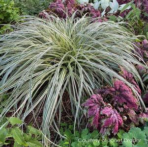 Carex oshimensis Feather Falls ()